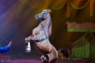 Rampant circus mustang horse © Andrea Izzotti