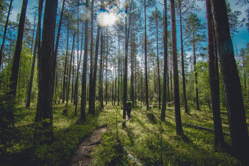 Finland forest in the morning fog