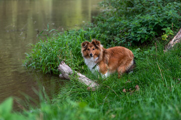 curious sheltie puppy in the reeds on the river bank