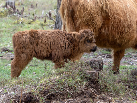 Highlander Scotland Hairy Cow Mother And Baby Newborn Calf