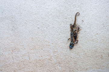 Dead lizard remains stuck on a cement wall until it is left with bones