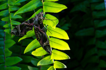 Butterflies on fern leaves