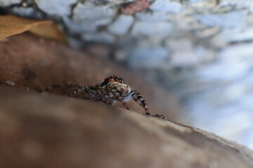Close up of a jumping spider