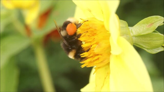 A close-up of an European insect Bumble bee with large pollon packs on legs feeding on nectar in Estonian garden during a sunny day. 