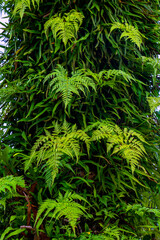 green forest fern petals. fern pattern macro
