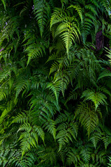 green forest fern petals. fern pattern macro