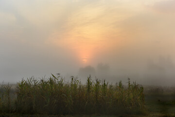 Corn on the field on a foggy autumn morning.