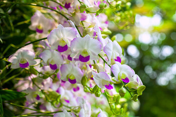 Beautiful​ orchid​ flower​ blooming​ in​ garden​