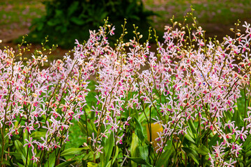 Beautiful​ orchid​ flower​ blooming​ in​ garden​
