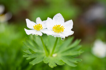 水滴を付けたハクサンイチゲ