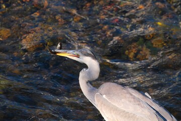 Grey Heron (Ardea cinerea) in Japan - アオサギ