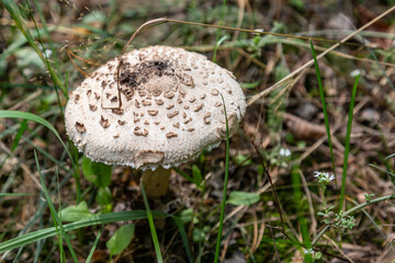 Parasol mushroom Macrolepiota procera close-up grows in the grass in the forest. Horizontal orientation. High quality photo