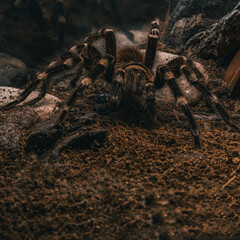 Spider tarantula in a terrarium
