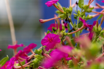Pink flowers(marvel of Peru)  in the garden
