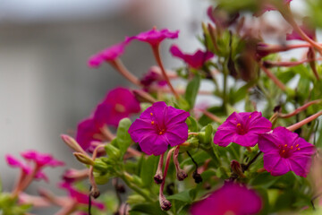 Pink flowers(marvel of Peru)  in the garden