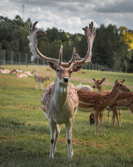 Naklejka na ściany i meble A horned fallow deer standing in fron of his herd in summertime