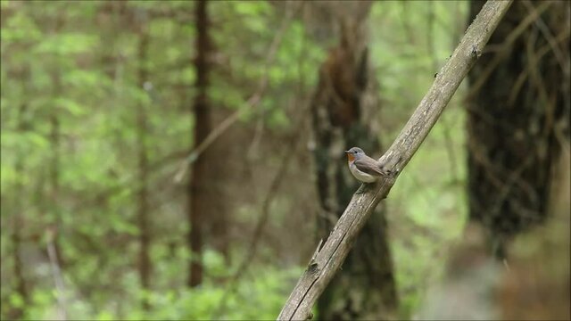A small songbird Red-breasted flycatcher, Ficedula parva perched in an old-growth boreal forest in Estonian wilderness, Northern Europe. 