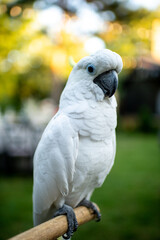 Beautiful white cockatoo on bokeh background. Parrot. Portrait of a white cockatoo.