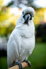 Beautiful white cockatoo on bokeh background. Parrot. Portrait of a white cockatoo.