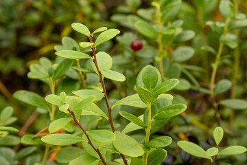 Forest berry lingonberry with a Bush in the forest in summer