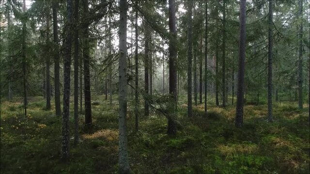 A slow drone flight through a old pine grove in Estonian boreal forest in Northern Europe during summertime.	