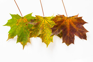 Three maple leaves. Green, yellow and red. Autumn design. Isolated on white background.