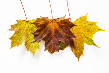 Three maple leaves. Yellow, orange and red. Autumn design. Isolated on white background.