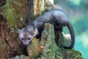 Stone marten, Martes foina, with clear green background. Beech marten, detail portrait of forest...