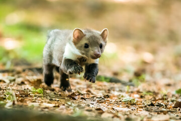 Stone marten, Martes foina, with clear green background. Beech marten, detail portrait of forest animal. Small predator sitting on the beautiful green moss stone in the forest. Wildlife scene, France