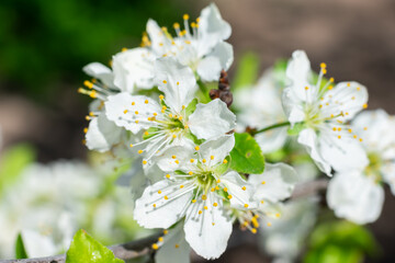Group of blossoming white cherry tree flowers with yellow pollen on it with blurred background. Macro spring botanical photo