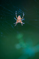 Spider, Cueva Deboyu, Campo de Caso, Redes Natural Park, Caso Council, Asturias, Spain, Europe