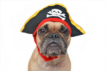 Portrait of funny fawn French Bulldog dog dressed up with pirate hat Halloween costume isolated on white background
