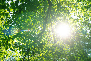 Bright sunlight with lens flare through trees with green leaves. Look up view on tops of trees and sunbeam through it.