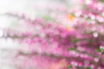 Blurred botanical background with sparkles and bokeh effect. Copy space with blurred shining waterdrops, natural background