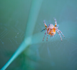 Spider, Cueva Deboyu, Campo de Caso, Redes Natural Park, Caso Council, Asturias, Spain, Europe