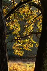 Trees in autumn colour, golden leaves in low sun in forest setting