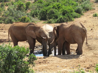 Fototapeta premium Elephants Waterhole