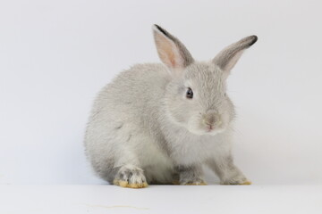 Fluffy Grey Bunny Rabbit on White Background