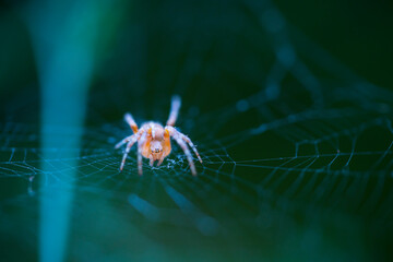 Spider, Cueva Deboyu, Campo de Caso, Redes Natural Park, Caso Council, Asturias, Spain, Europe
