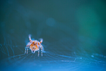 Spider, Cueva Deboyu, Campo de Caso, Redes Natural Park, Caso Council, Asturias, Spain, Europe