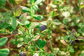 Wild blueberry berry with a Bush in the forest in summer