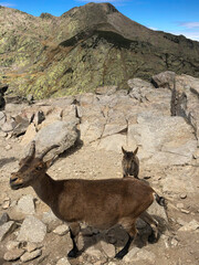 sierra de gredos laguna grande
