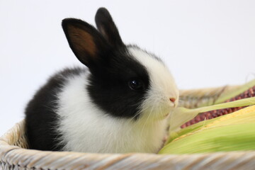 Cute Fluffy Bunny Rabbit with Fresh Corn, White Background