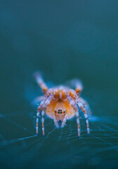 Spider, Cueva Deboyu, Campo de Caso, Redes Natural Park, Caso Council, Asturias, Spain, Europe