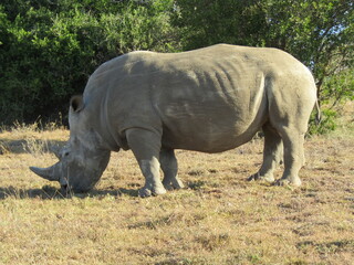 Naklejka premium rhino in the wild