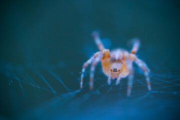 Spider, Cueva Deboyu, Campo de Caso, Redes Natural Park, Caso Council, Asturias, Spain, Europe