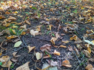 Colorful background of fallen autumn leaves in forest
