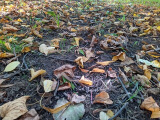 Colorful background of fallen autumn leaves in forest
