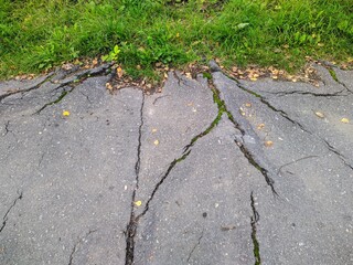 Obraz premium tree roots pave the asphalt of the sidewalk in the park