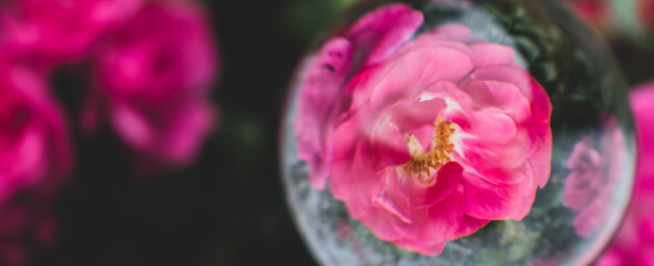 pink rose in lens ball / lens ball